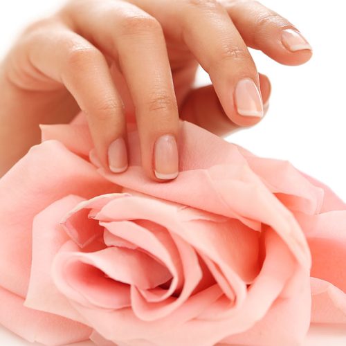 female-hands-with-pink-rose-femininity-concept female-hands-with-pink-rose-femininity-concept